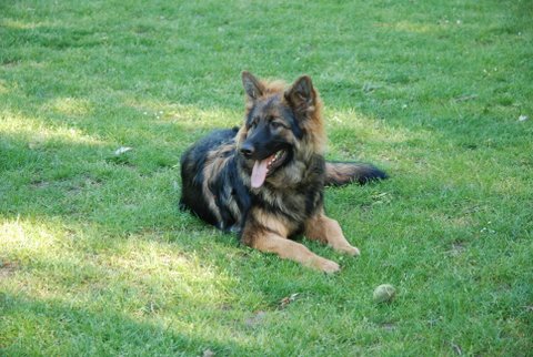 Fotos/2010vervolgTaylor/Clifford/DSC_0015[1].JPG